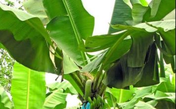 चोपडा तालुक्यात ₹23.63 कोटीची शासनाची फसवणूक! 9 जणांनावर गुन्हा दाखल