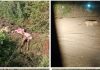 चोपडा तालुक्यातील तावसे बुद्रुक येथे बिबट्याचा वावर; वासराची शिकार, वनविभागाकडून दखल न घेतल्याने ग्रामस्थांमध्ये भीती