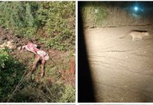 चोपडा तालुक्यातील तावसे बुद्रुक येथे बिबट्याचा वावर; वासराची शिकार, वनविभागाकडून दखल न घेतल्याने ग्रामस्थांमध्ये भीती