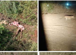 चोपडा तालुक्यातील तावसे बुद्रुक येथे बिबट्याचा वावर; वासराची शिकार, वनविभागाकडून दखल न घेतल्याने ग्रामस्थांमध्ये भीती
