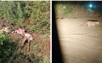 चोपडा तालुक्यातील तावसे बुद्रुक येथे बिबट्याचा वावर; वासराची शिकार, वनविभागाकडून दखल न घेतल्याने ग्रामस्थांमध्ये भीती